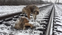 Ranna suka nie mogła wstać z torów kolejowych. Przez dwa dni towarzyszył jej pies.